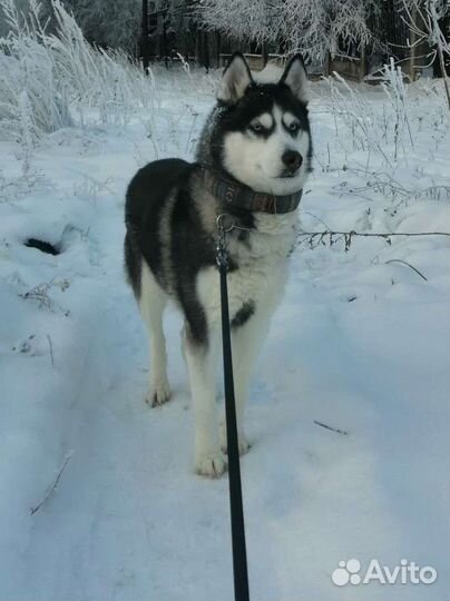 Хаски в добрые руки