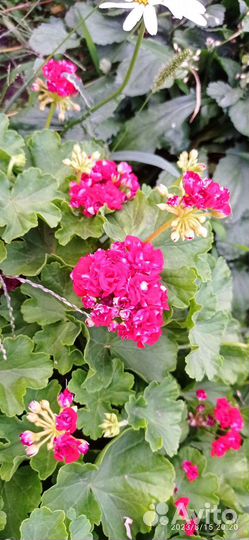 Пеларгония герань