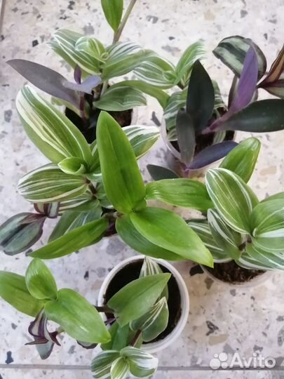 Традесканция