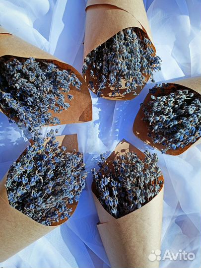 Лаванда сухоцвет