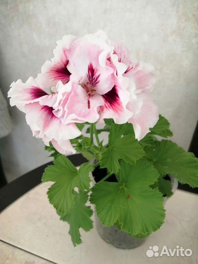 Пеларгония королевская 300. Архидея 500