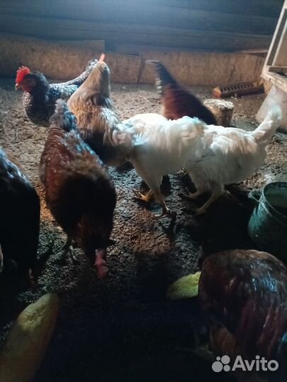 Молодые петухи