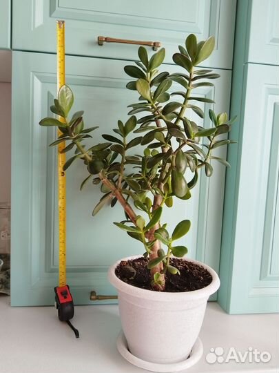 Толстянка. Денежное дерево