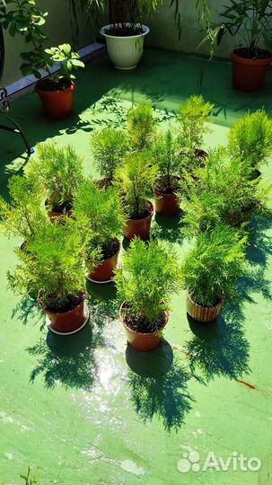 Хвойные растения