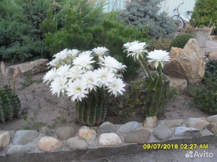 Кактусы