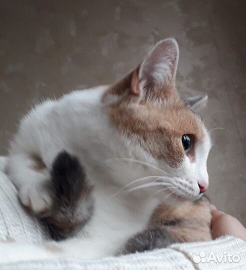 Кошка в добрые руки бесплатно