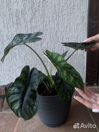 Алоказия (Шкура дракона) Dragon Scale