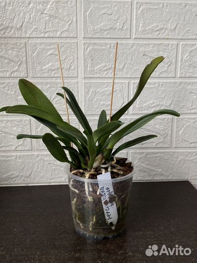 Cattleya percivaliana