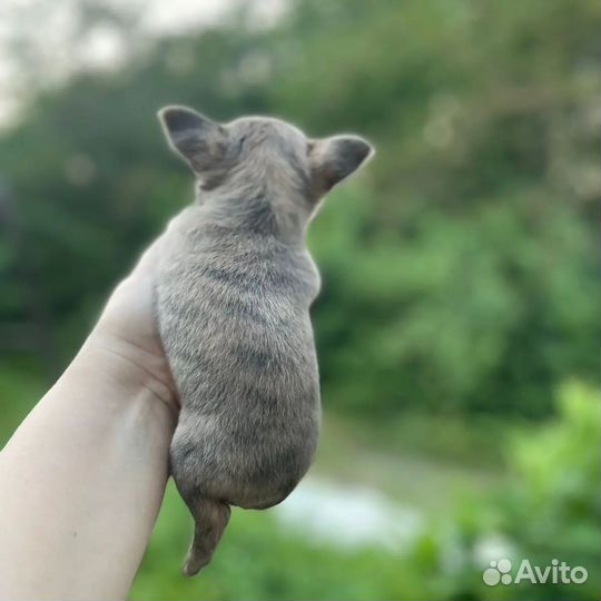 Супер мини мальчики чихуа