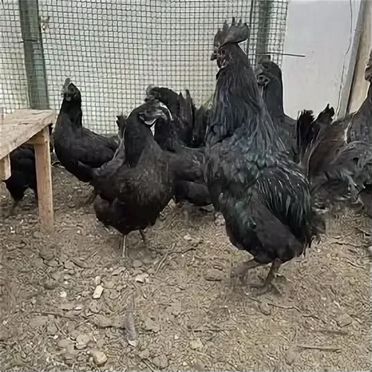 Кура Ухейилюй
