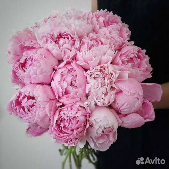 Пионы Сара Бернар