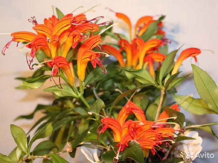 Эсхинантус и пахистахис отростки по 150р