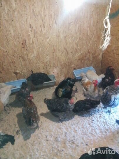 Куры несушки