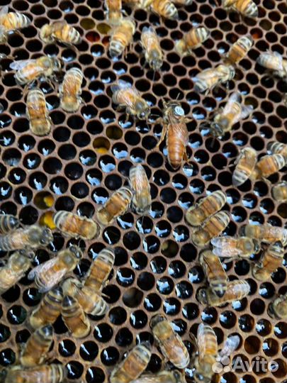 Пчеломатки Бакфаст