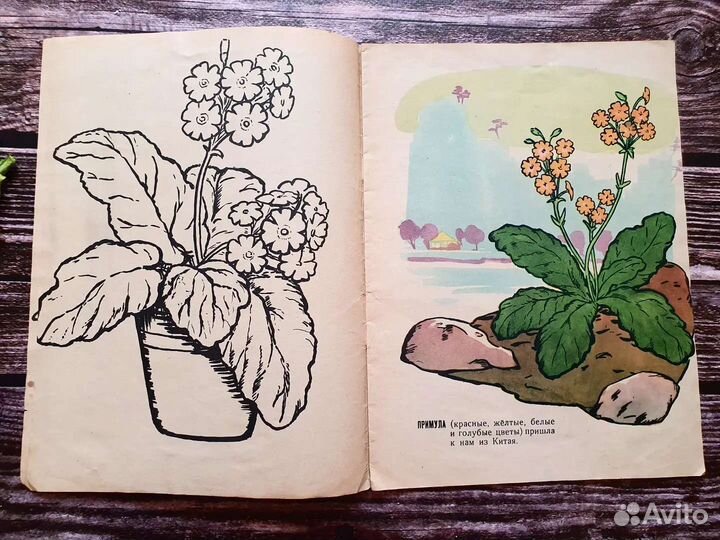 Откуда к нам пришли цветы 1964 г