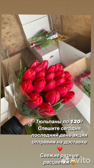Тюльпаны к 8 марта оптом и в розницу