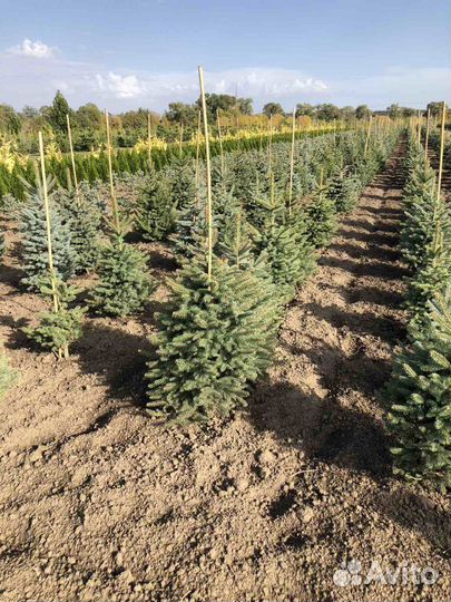 Ель голубая, сизая