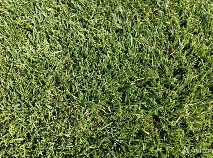 Рулонный газон