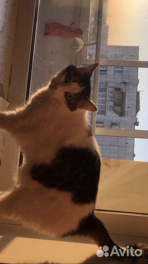 Кошки в добрые руки бесплатно