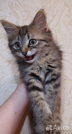 Котенок мальчик