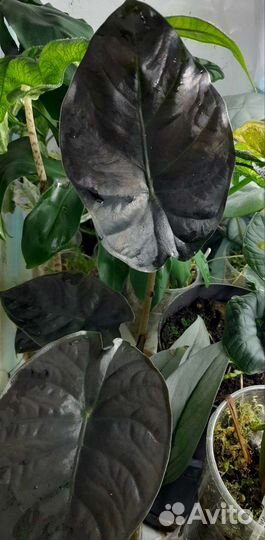 Алоказии 8 сортов