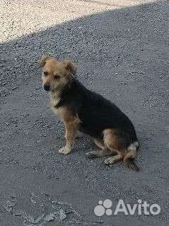 Собака потеряшка или выбросили