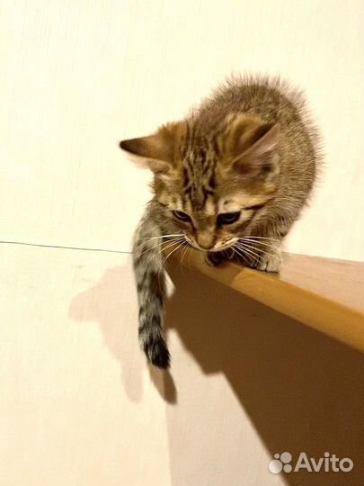 Котенок/девочка 3 месяца