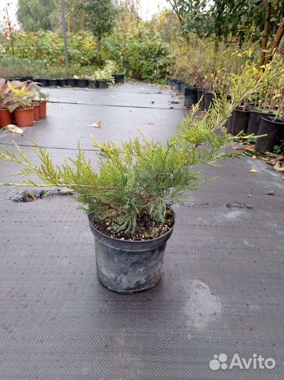 Можжевельник олд голд