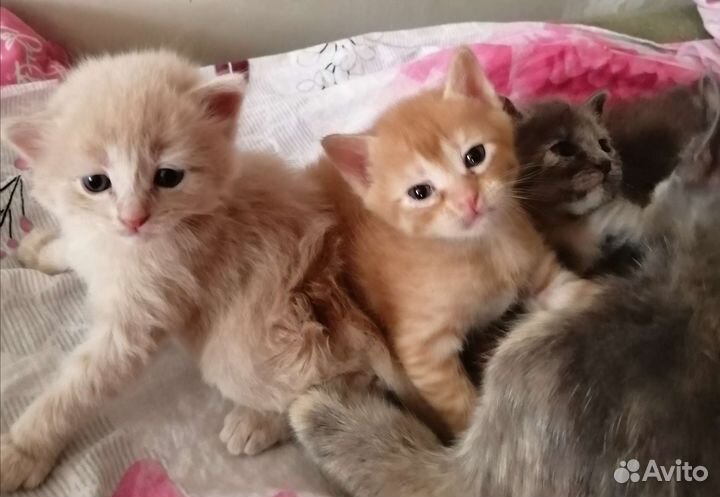 Котятки в добрые ручки