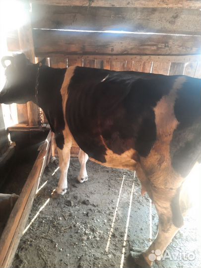 Корова старая