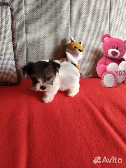 Мальчики Бивер девочки