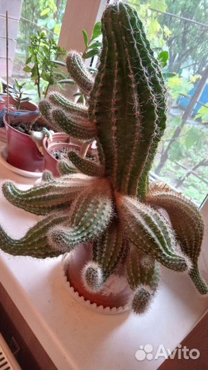 Большой кактус