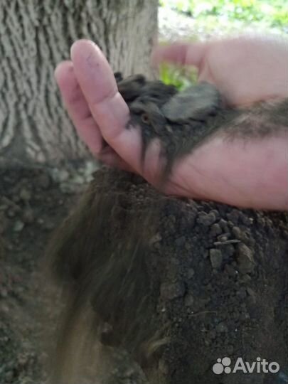 Перегной сыпец,рассыпчатый чернозем 5т,мешками,15т