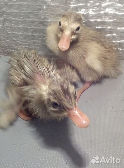 Яйцо инкубационное индийского бегунка и утята