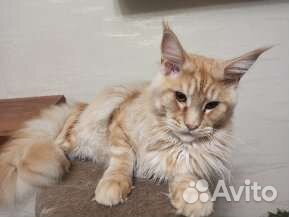 Кот мейн-кун вязка