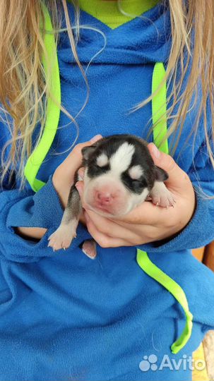 Резервирование щенков сибирский хаски