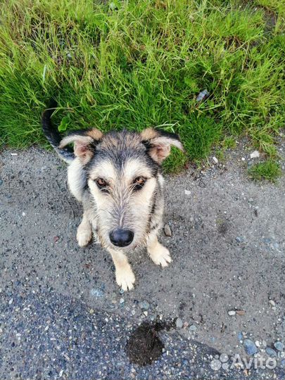 Фокстерьер дружелюбный, метис