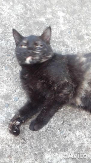 4 чудесные кошечки