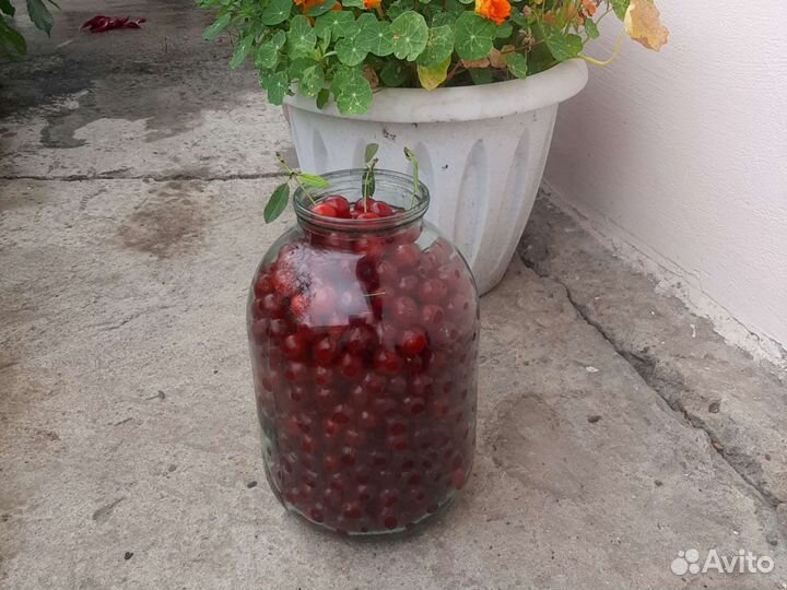 Вишня владимирская ягода, саженцы