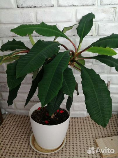 Молочай ребристый