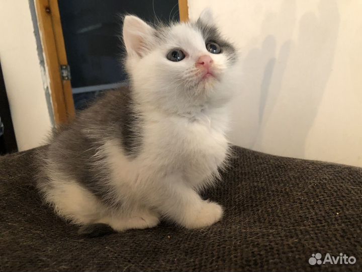 Котенок-девочка