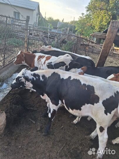 Бычки и телочки