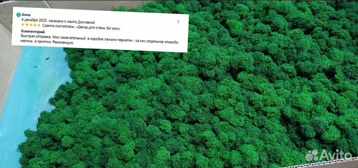 Стабилизированный мох в розницу кашпо декор