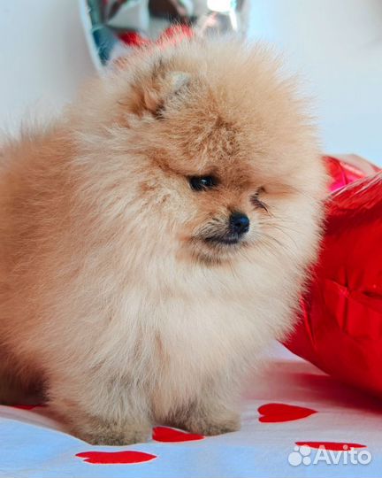 Померанский шпиц люксовая девочка медвежонок