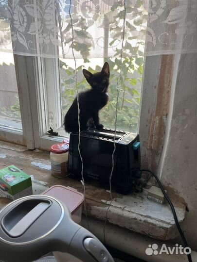 Котята