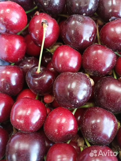 Свежая клубника, Черешня