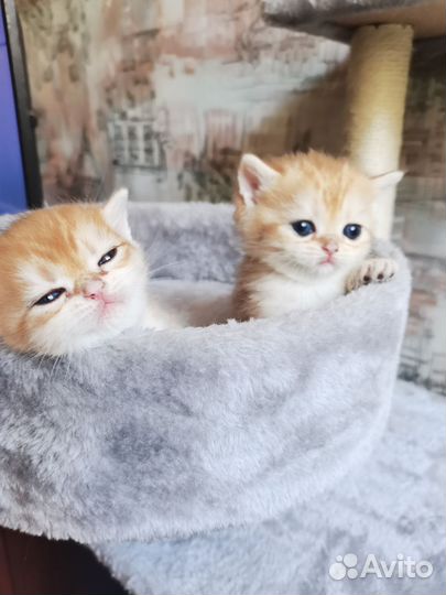 Британские клубные золотые шиншиллы