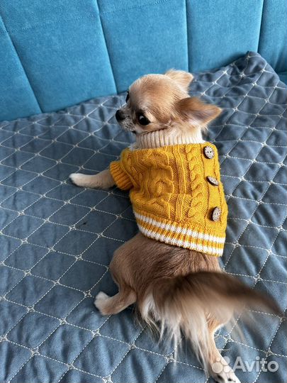 Одежда для супер маленьких собачек, щенков