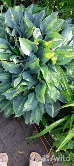 Хосты сортовые