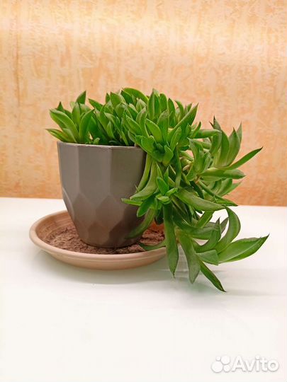 Суккуленты Хавортия